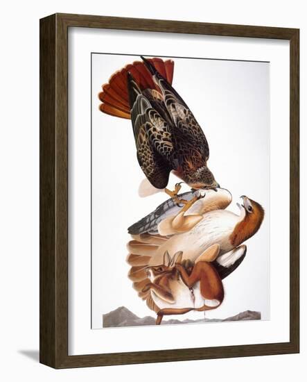 Audubon: Red-Tailed Hawk-John James Audubon-Framed Giclee Print
