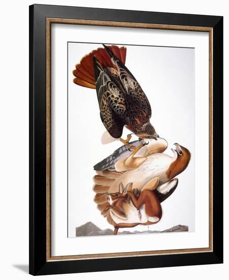 Audubon: Red-Tailed Hawk-John James Audubon-Framed Giclee Print