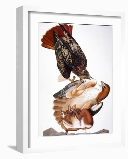 Audubon: Red-Tailed Hawk-John James Audubon-Framed Giclee Print