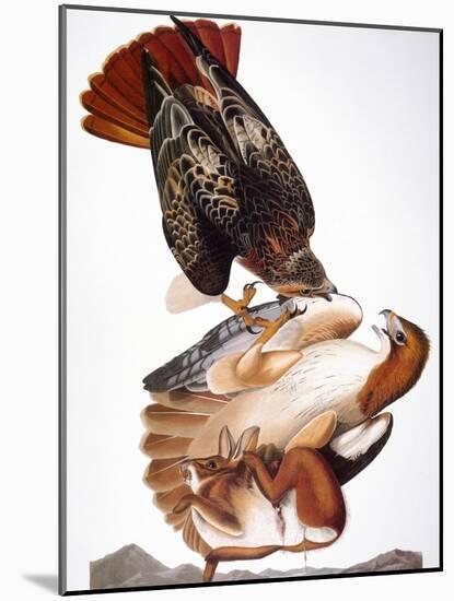 Audubon: Red-Tailed Hawk-John James Audubon-Mounted Giclee Print