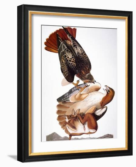 Audubon: Red-Tailed Hawk-John James Audubon-Framed Giclee Print