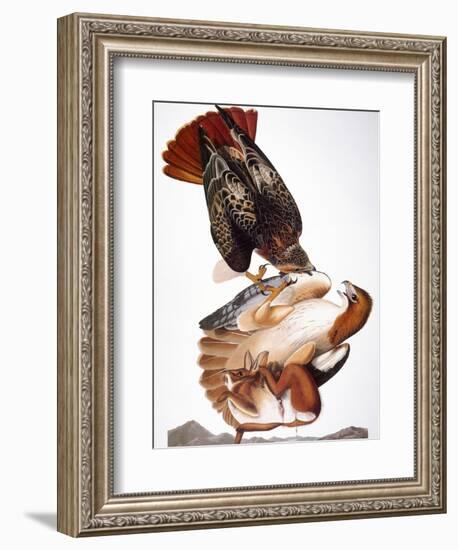 Audubon: Red-Tailed Hawk-John James Audubon-Framed Giclee Print