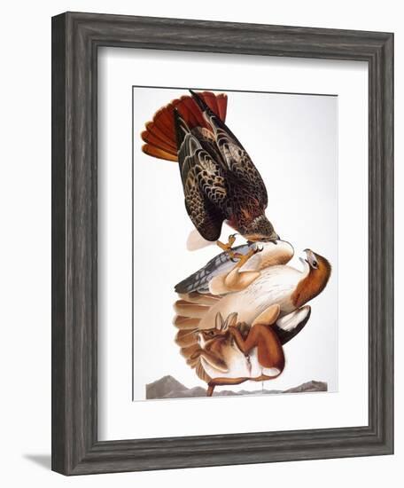 Audubon: Red-Tailed Hawk-John James Audubon-Framed Giclee Print