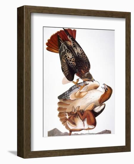 Audubon: Red-Tailed Hawk-John James Audubon-Framed Giclee Print