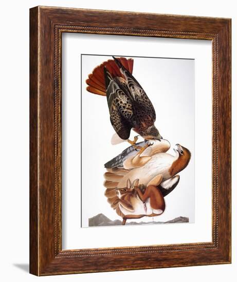 Audubon: Red-Tailed Hawk-John James Audubon-Framed Giclee Print