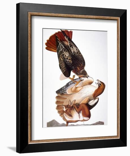 Audubon: Red-Tailed Hawk-John James Audubon-Framed Giclee Print