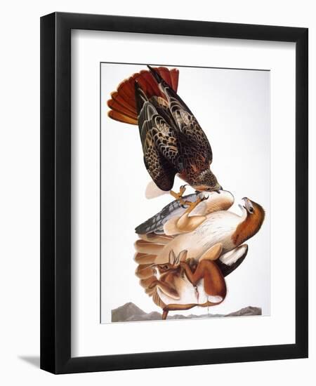 Audubon: Red-Tailed Hawk-John James Audubon-Framed Giclee Print