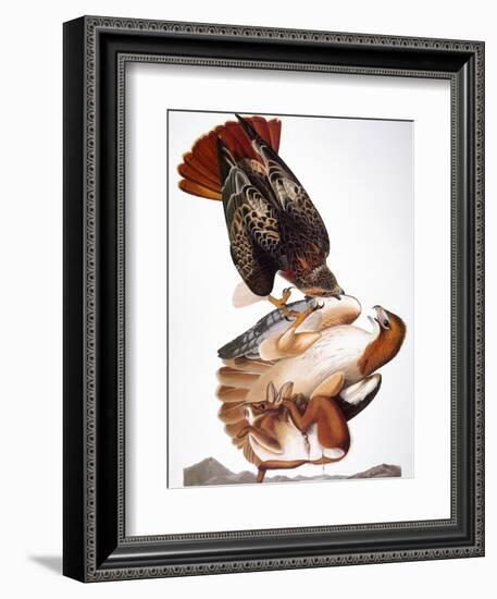 Audubon: Red-Tailed Hawk-John James Audubon-Framed Giclee Print