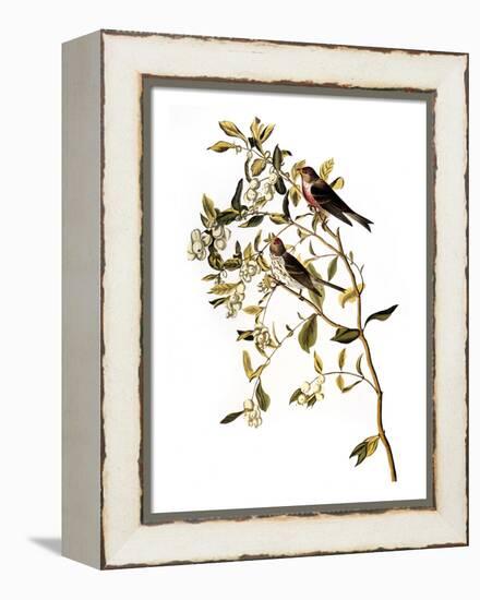 Audubon: Redpoll, 1827-John James Audubon-Framed Premier Image Canvas