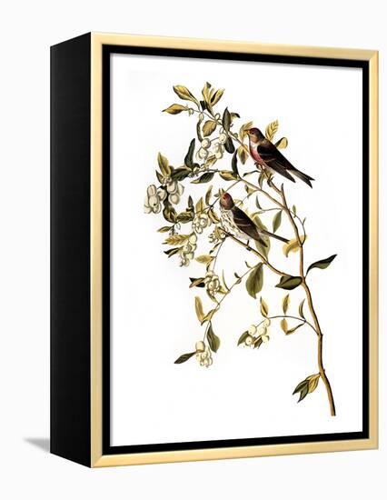 Audubon: Redpoll, 1827-John James Audubon-Framed Premier Image Canvas