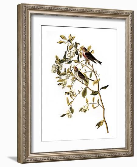 Audubon: Redpoll, 1827-John James Audubon-Framed Giclee Print