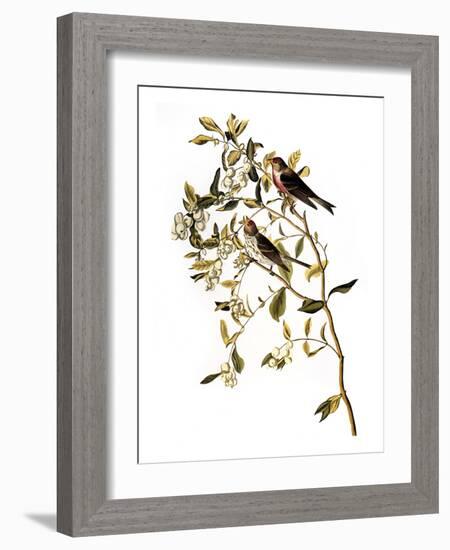 Audubon: Redpoll, 1827-John James Audubon-Framed Giclee Print