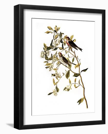 Audubon: Redpoll, 1827-John James Audubon-Framed Giclee Print