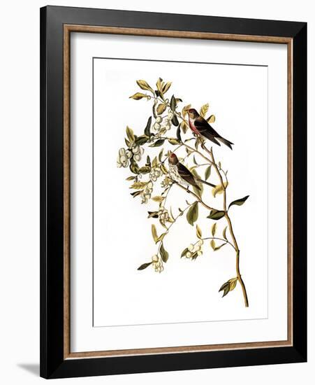 Audubon: Redpoll, 1827-John James Audubon-Framed Giclee Print