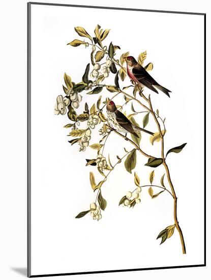 Audubon: Redpoll, 1827-John James Audubon-Mounted Giclee Print