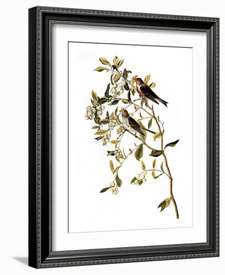 Audubon: Redpoll, 1827-John James Audubon-Framed Giclee Print