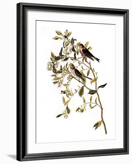 Audubon: Redpoll, 1827-John James Audubon-Framed Giclee Print