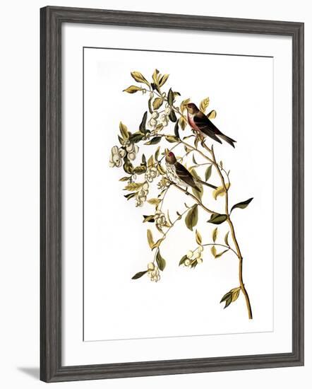 Audubon: Redpoll, 1827-John James Audubon-Framed Giclee Print