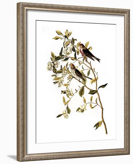 Audubon: Redpoll, 1827-John James Audubon-Framed Giclee Print