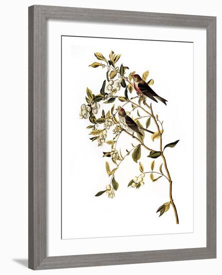 Audubon: Redpoll, 1827-John James Audubon-Framed Giclee Print