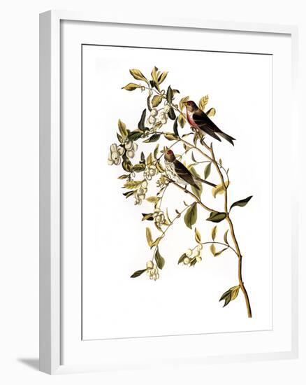 Audubon: Redpoll, 1827-John James Audubon-Framed Giclee Print