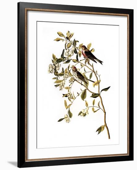 Audubon: Redpoll, 1827-John James Audubon-Framed Giclee Print