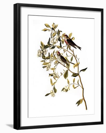 Audubon: Redpoll, 1827-John James Audubon-Framed Giclee Print