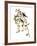 Audubon: Redpoll, 1827-John James Audubon-Framed Giclee Print