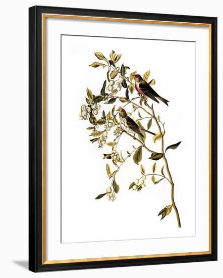 Audubon: Redpoll, 1827-John James Audubon-Framed Giclee Print