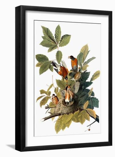 Audubon: Robin-John James Audubon-Framed Giclee Print