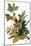 Audubon: Robin-John James Audubon-Mounted Giclee Print