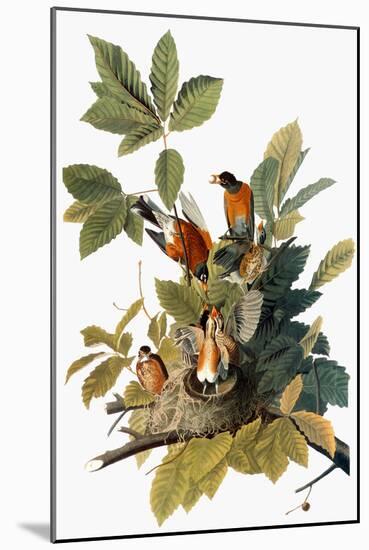 Audubon: Robin-John James Audubon-Mounted Giclee Print