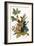 Audubon: Robin-John James Audubon-Framed Giclee Print