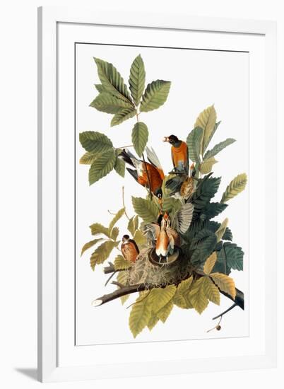 Audubon: Robin-John James Audubon-Framed Giclee Print