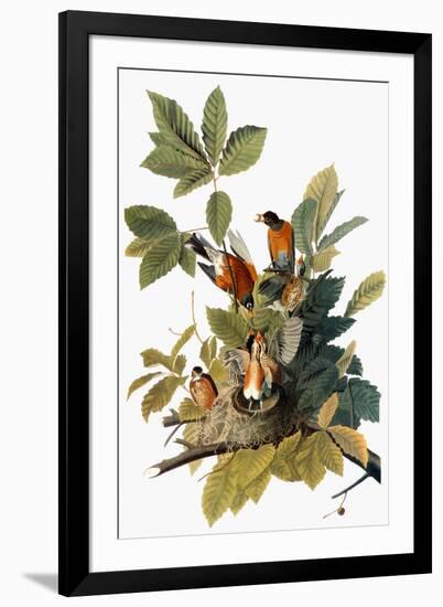 Audubon: Robin-John James Audubon-Framed Giclee Print