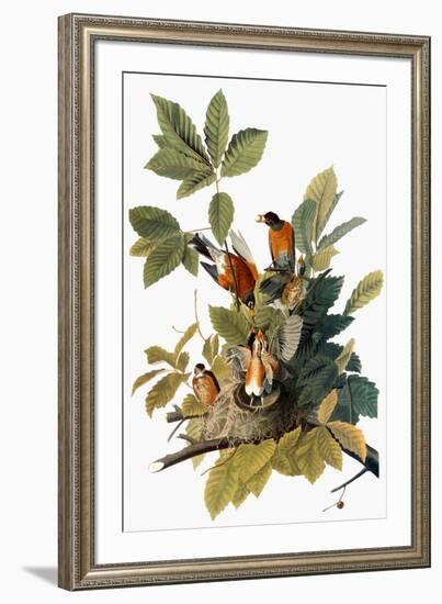 Audubon: Robin-John James Audubon-Framed Giclee Print