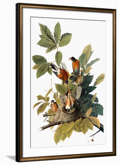 Audubon: Robin-John James Audubon-Framed Giclee Print