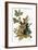 Audubon: Robin-John James Audubon-Framed Premium Giclee Print