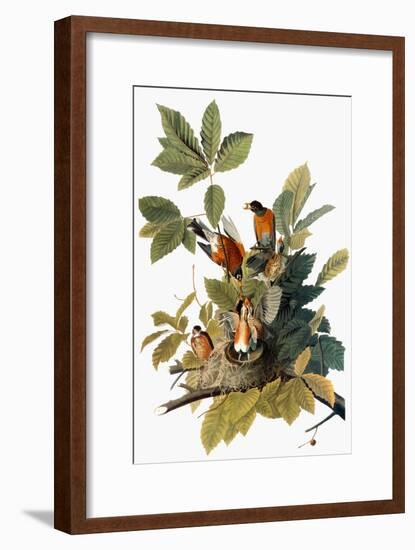 Audubon: Robin-John James Audubon-Framed Premium Giclee Print