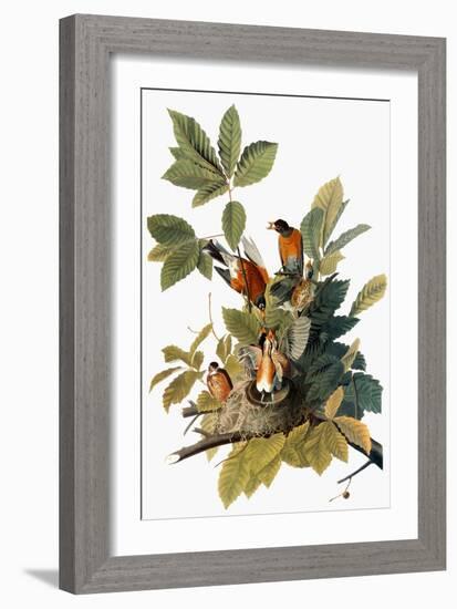 Audubon: Robin-John James Audubon-Framed Giclee Print