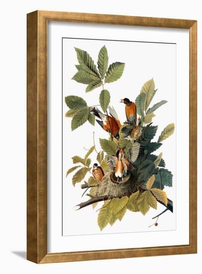 Audubon: Robin-John James Audubon-Framed Giclee Print