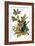 Audubon: Robin-John James Audubon-Framed Giclee Print