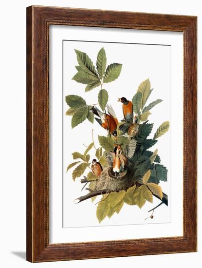 Audubon: Robin-John James Audubon-Framed Giclee Print