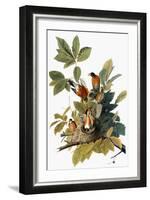 Audubon: Robin-John James Audubon-Framed Giclee Print