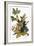 Audubon: Robin-John James Audubon-Framed Giclee Print