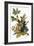 Audubon: Robin-John James Audubon-Framed Giclee Print