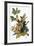 Audubon: Robin-John James Audubon-Framed Premium Giclee Print