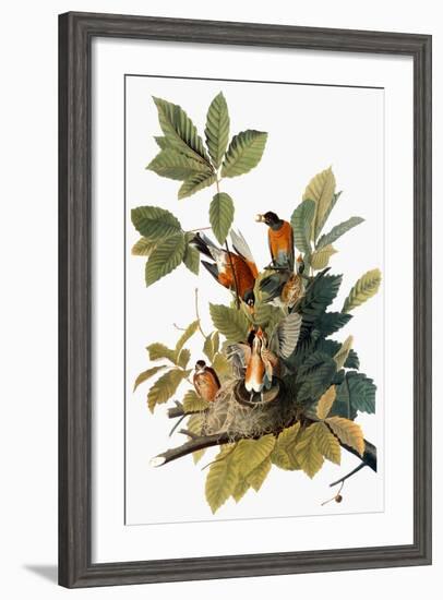 Audubon: Robin-John James Audubon-Framed Premium Giclee Print