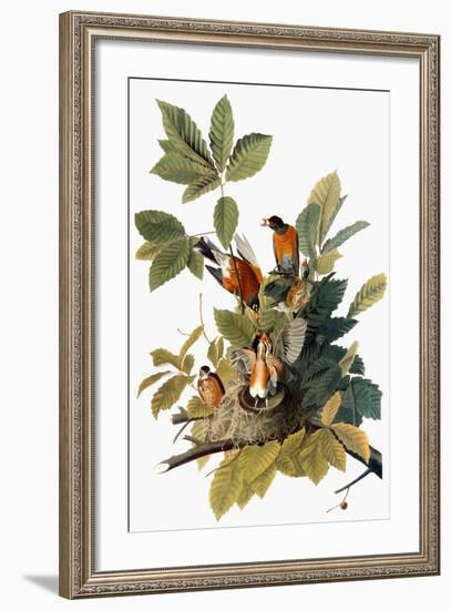 Audubon: Robin-John James Audubon-Framed Premium Giclee Print