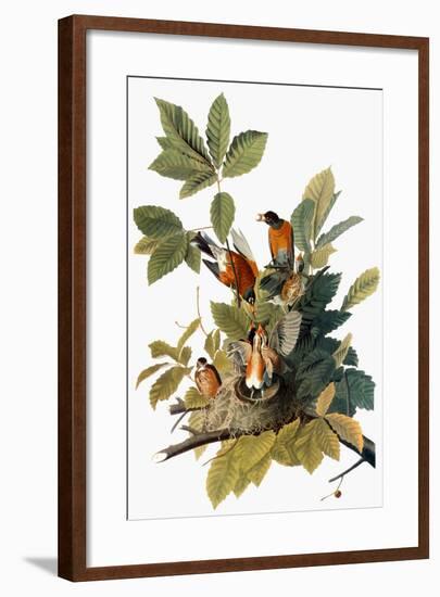 Audubon: Robin-John James Audubon-Framed Premium Giclee Print